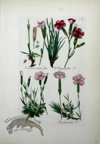 Deutschlands Flora 25